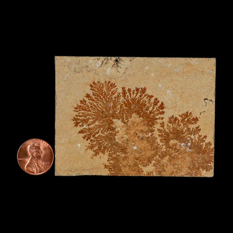 3.2" Pyrolusite Dendritic Limestone Solnhofen Upper Jurassic Age West Germany