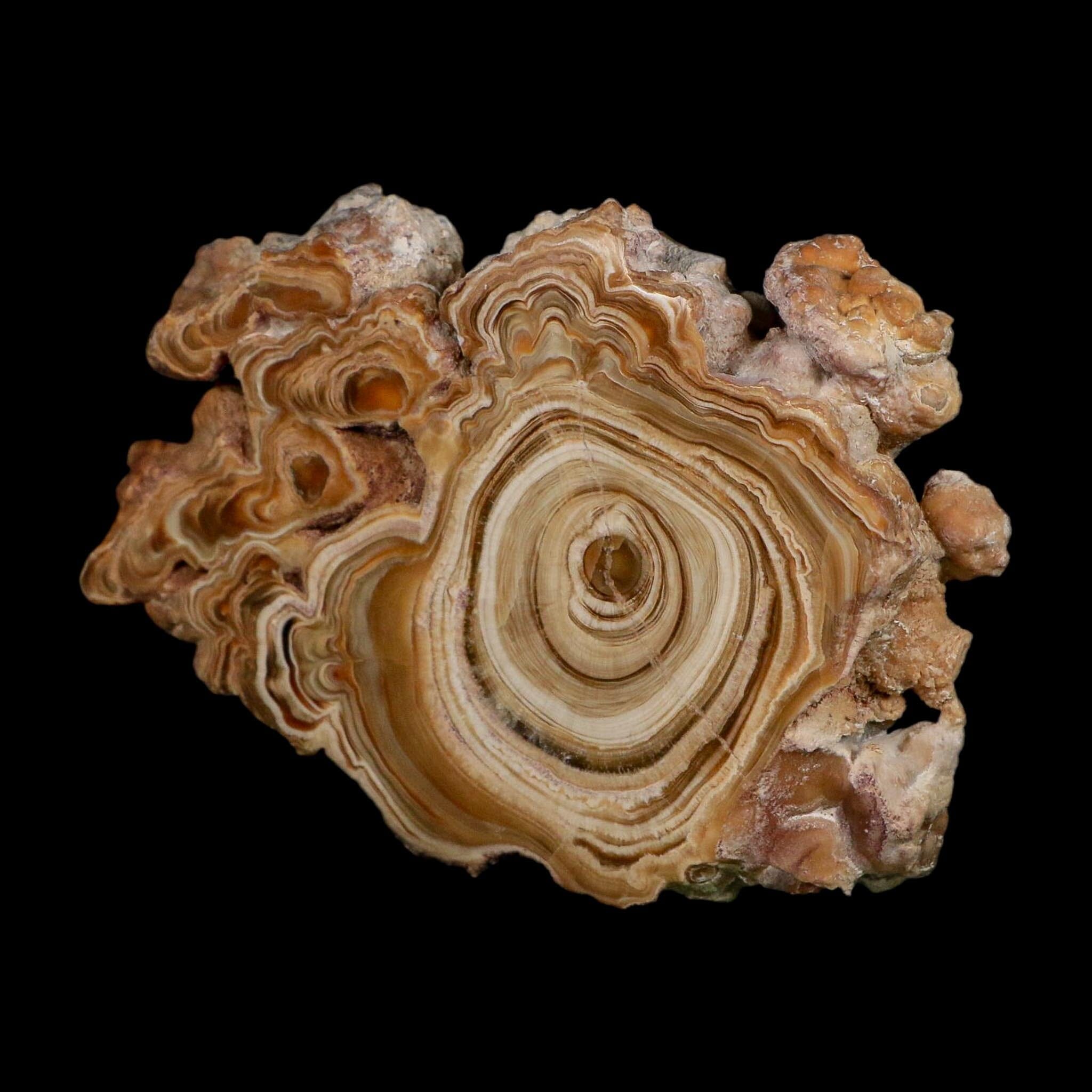 3.9" Aragonite Stalactite Slice Cave Calcite Crystal Mineral Specimen Morocco - Fossil Age Minerals