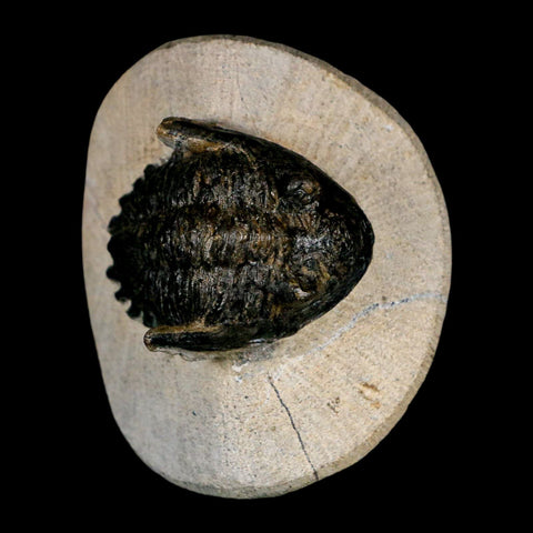 2" Metacanthina Issoumourensis Trilobite Fossil Devonian Age 400 Mil Yrs Old COA - Fossil Age Minerals