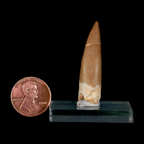 1.5" Plesiosaur Zarafasaura Tooth Fossil Cretaceous Dinosaur Era COA, Stand - Fossil Age Minerals