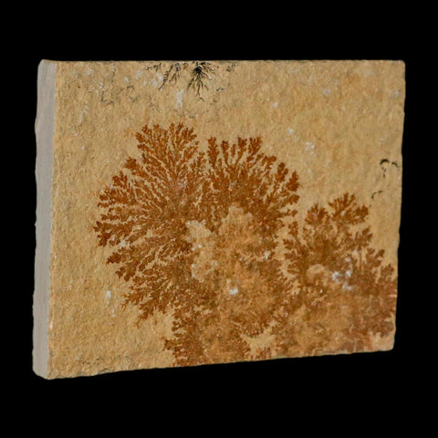 3.2" Pyrolusite Dendritic Limestone Solnhofen Upper Jurassic Age West Germany