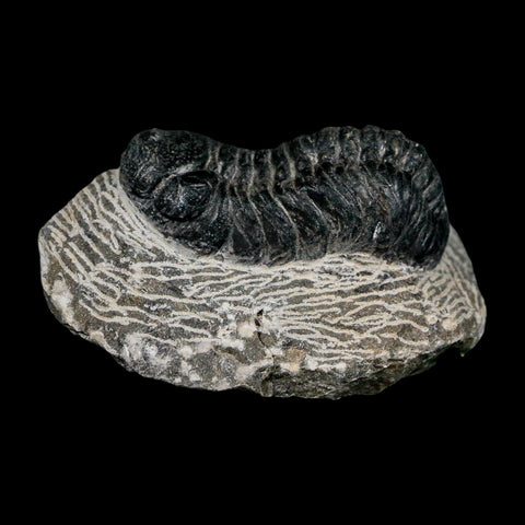 2.1" Reedops Cephalotes Trilobite Fossil Morocco Devonian Age 400 Mil Yrs Old COA - Fossil Age Minerals