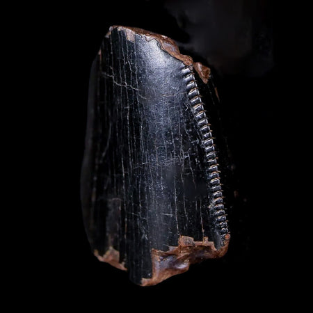 0.7" Tyrannosaurus Rex Fossil Serrated Tooth Section Dinosaur Lance Creek WY COA