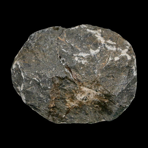 2.1" Reedops Cephalotes Trilobite Fossil Morocco Devonian Age 400 Mil Yrs Old COA - Fossil Age Minerals