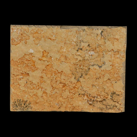 3.2" Pyrolusite Dendritic Limestone Solnhofen Upper Jurassic Age West Germany