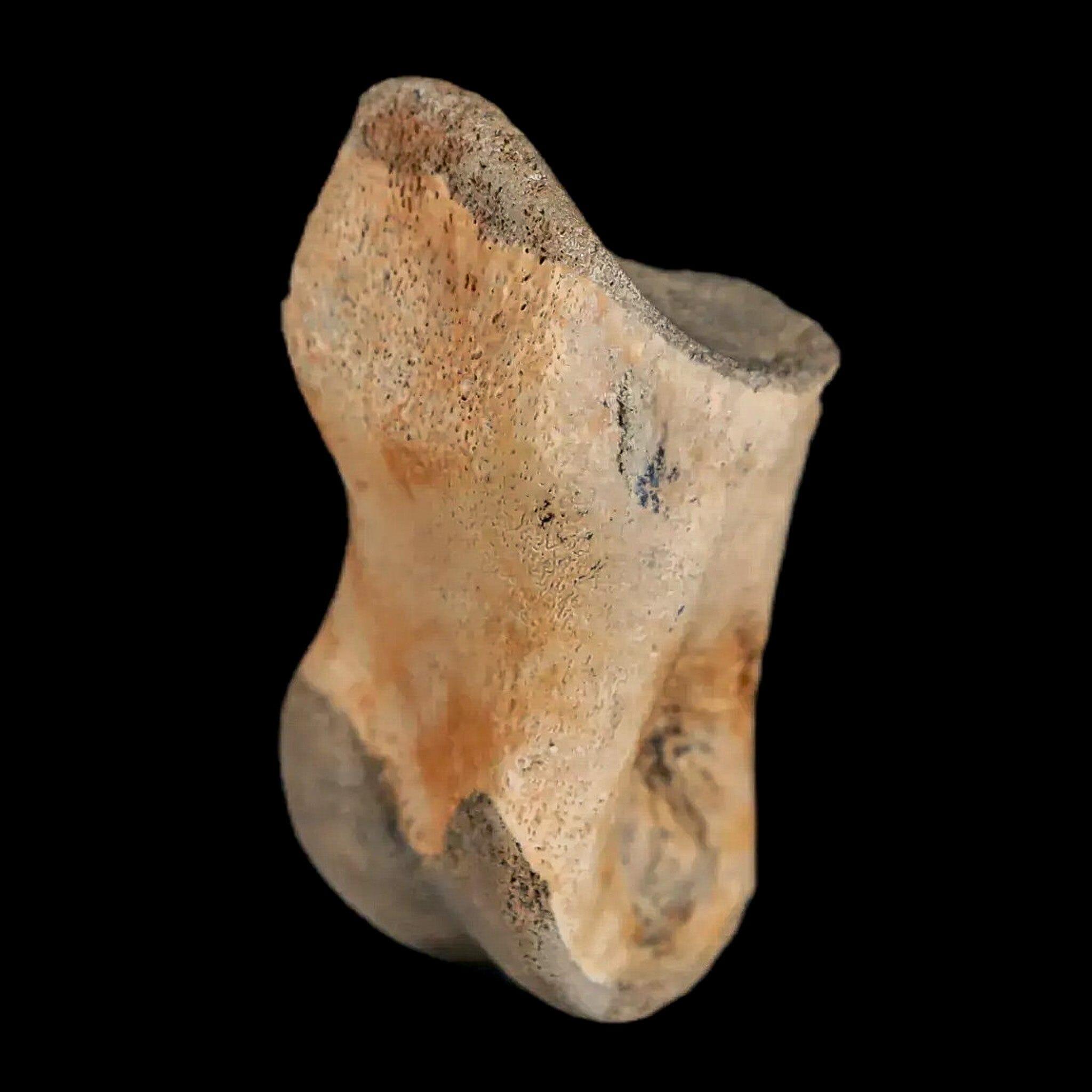 1.2" Struthiomimus Fossil Toe Bone Lance Creek FM WY Cretaceous Dinosaur Age - Fossil Age Minerals