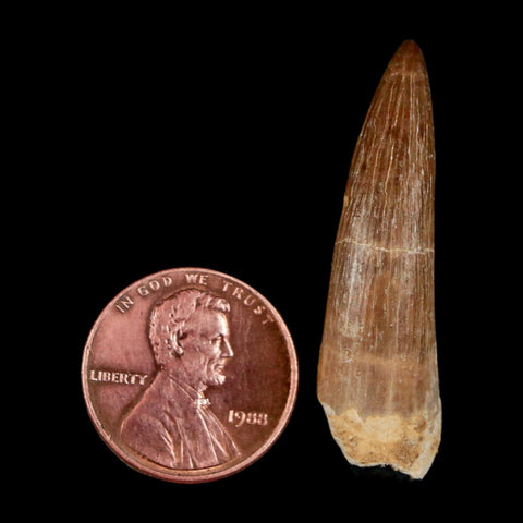 1.5" Plesiosaur Zarafasaura Tooth Fossil Cretaceous Dinosaur Era COA, Stand - Fossil Age Minerals