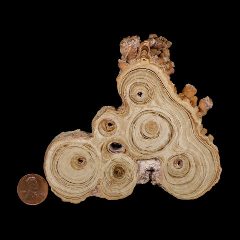 4.1" Aragonite Stalactite Slice Cave Calcite Crystal Mineral Specimen Morocco