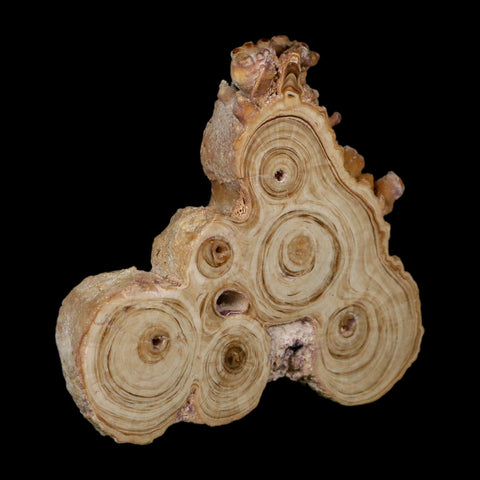 4.1" Aragonite Stalactite Slice Cave Calcite Crystal Mineral Specimen Morocco