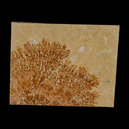 3.2" Pyrolusite Dendritic Limestone Solnhofen Upper Jurassic Age West Germany
