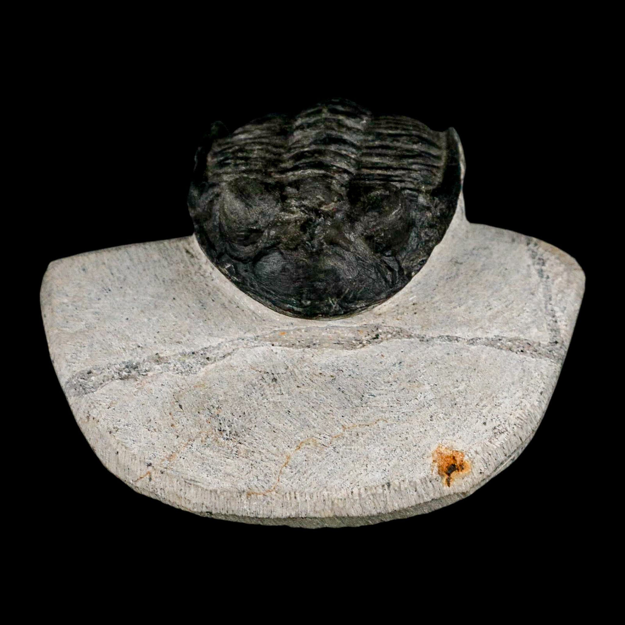 2" Metacanthina Issoumourensis Trilobite Fossil Devonian Age 400 Mil Yrs Old COA - Fossil Age Minerals