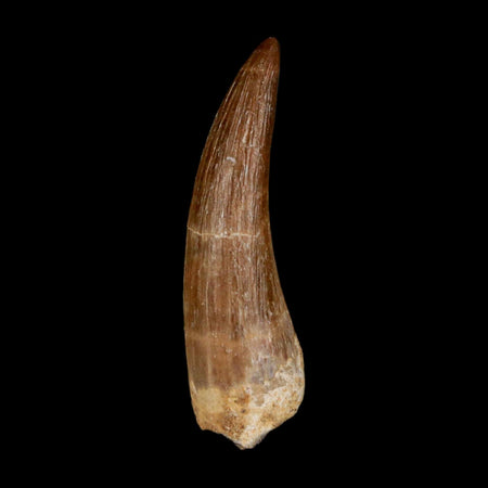 1.5" Plesiosaur Zarafasaura Tooth Fossil Cretaceous Dinosaur Era COA, Stand