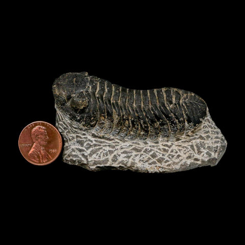 2.6" Moroccops Trilobite Fossil Devonian Morocco 400 Million Years Old COA - Fossil Age Minerals