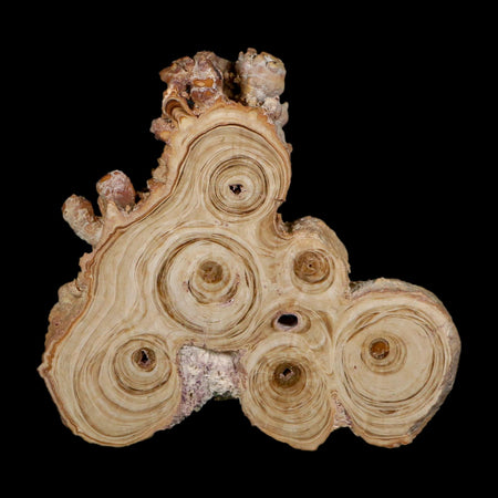 4.1" Aragonite Stalactite Slice Cave Calcite Crystal Mineral Specimen Morocco