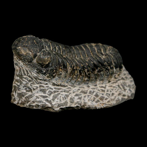 2.6" Moroccops Trilobite Fossil Devonian Morocco 400 Million Years Old COA - Fossil Age Minerals