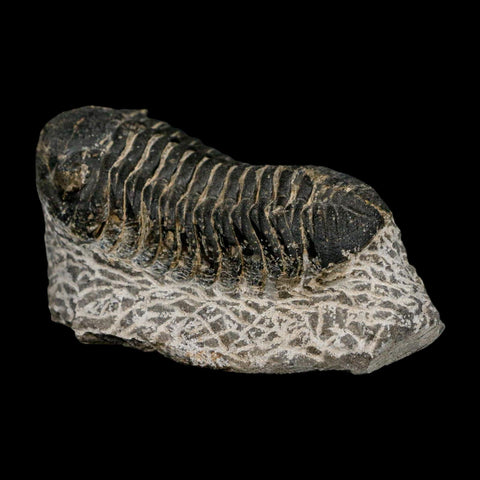2.6" Moroccops Trilobite Fossil Devonian Morocco 400 Million Years Old COA - Fossil Age Minerals