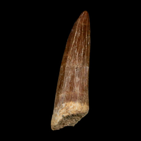 1.5" Plesiosaur Zarafasaura Tooth Fossil Cretaceous Dinosaur Era COA, Stand - Fossil Age Minerals
