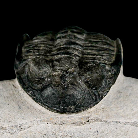 2" Metacanthina Issoumourensis Trilobite Fossil Devonian Age 400 Mil Yrs Old COA