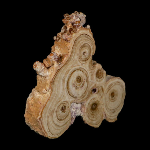 4.1" Aragonite Stalactite Slice Cave Calcite Crystal Mineral Specimen Morocco