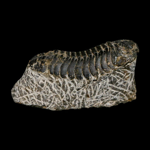 2.6" Moroccops Trilobite Fossil Devonian Morocco 400 Million Years Old COA - Fossil Age Minerals