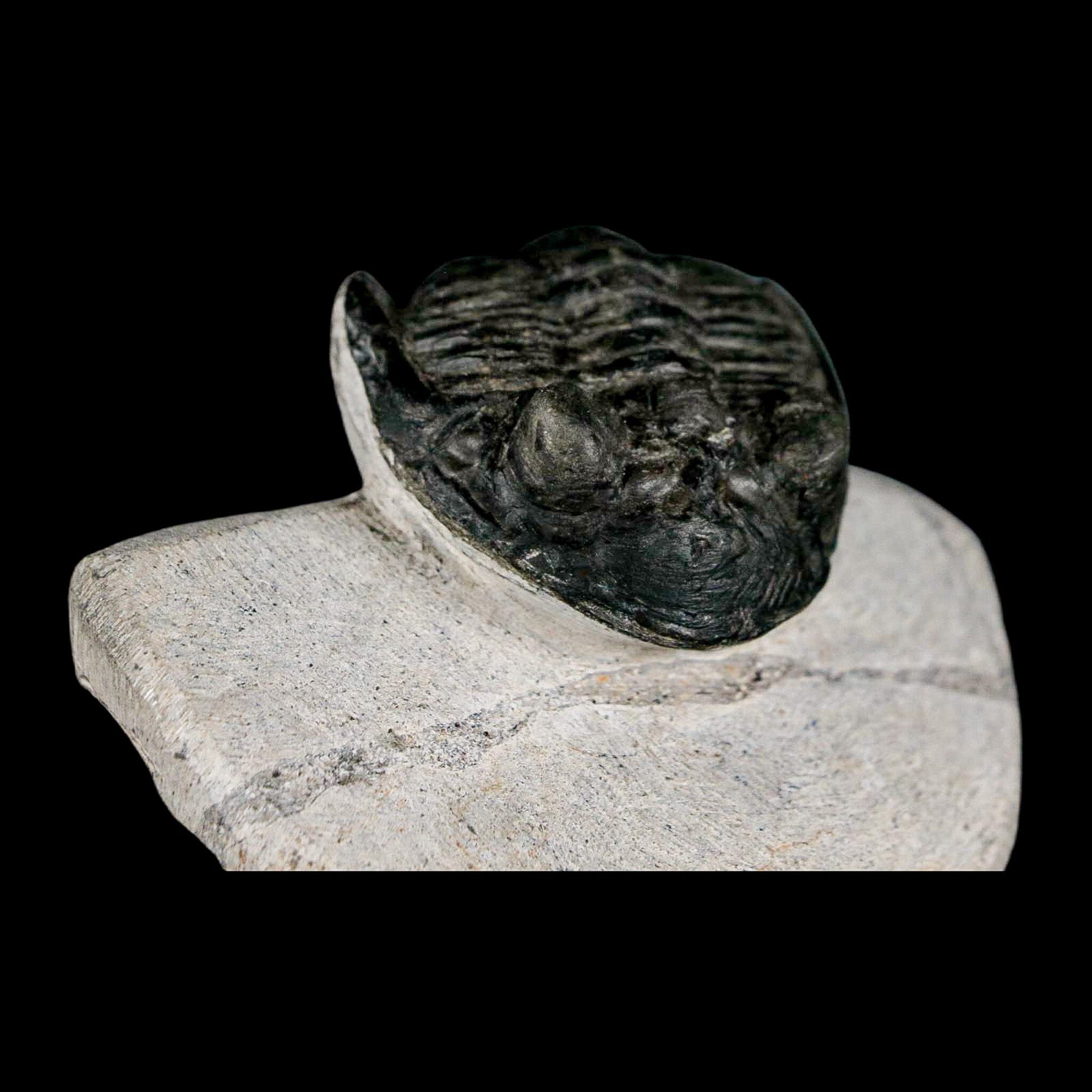 2" Metacanthina Issoumourensis Trilobite Fossil Devonian Age 400 Mil Yrs Old COA - Fossil Age Minerals