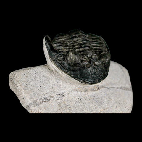 2" Metacanthina Issoumourensis Trilobite Fossil Devonian Age 400 Mil Yrs Old COA - Fossil Age Minerals