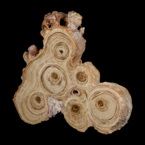 4.1" Aragonite Stalactite Slice Cave Calcite Crystal Mineral Specimen Morocco