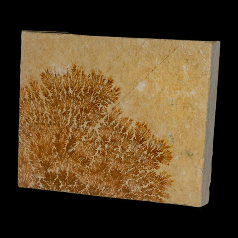 3.2" Pyrolusite Dendritic Limestone Solnhofen Upper Jurassic Age West Germany