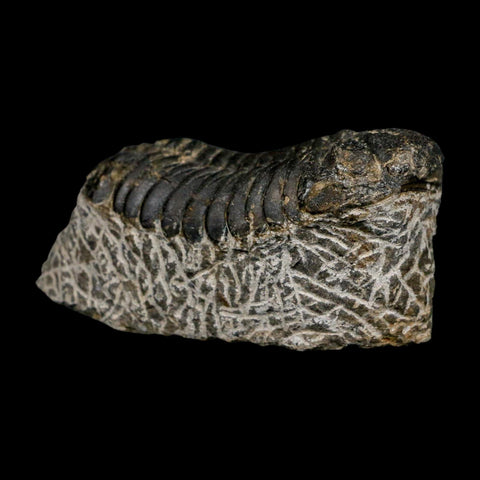 2.6" Moroccops Trilobite Fossil Devonian Morocco 400 Million Years Old COA - Fossil Age Minerals