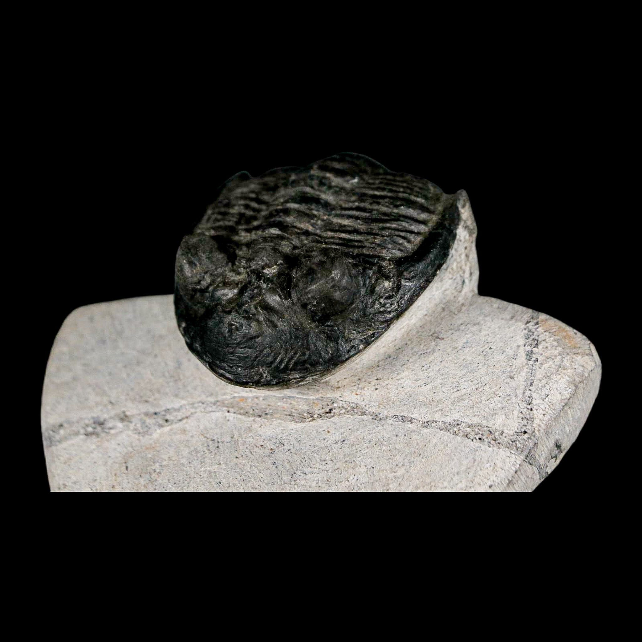 2" Metacanthina Issoumourensis Trilobite Fossil Devonian Age 400 Mil Yrs Old COA - Fossil Age Minerals