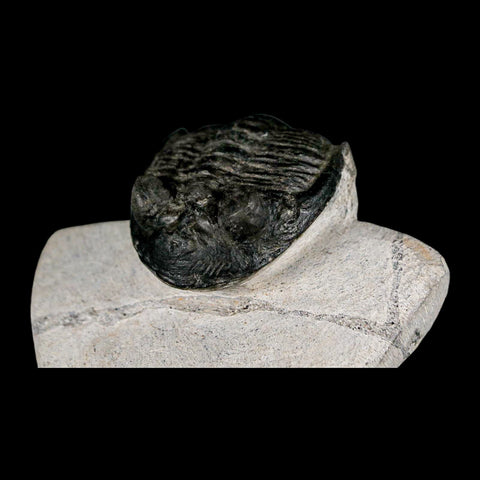 2" Metacanthina Issoumourensis Trilobite Fossil Devonian Age 400 Mil Yrs Old COA - Fossil Age Minerals