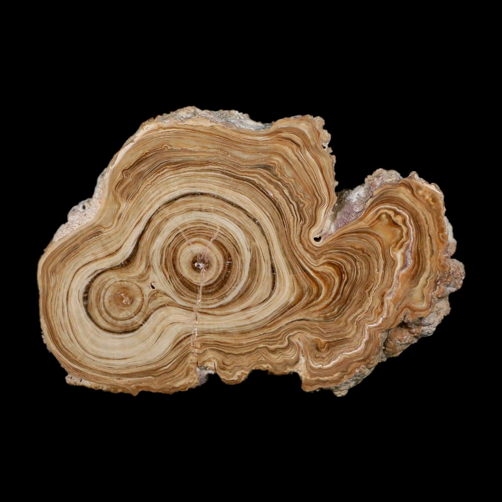 4.8" Aragonite Stalactite Slice Cave Calcite Crystal Mineral Specimen Morocco - Fossil Age Minerals