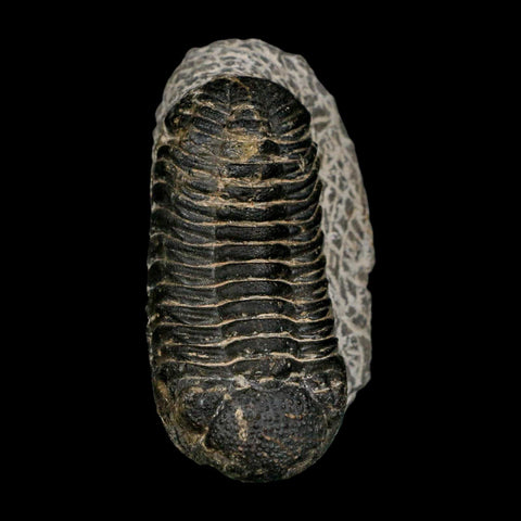 2.6" Moroccops Trilobite Fossil Devonian Morocco 400 Million Years Old COA - Fossil Age Minerals