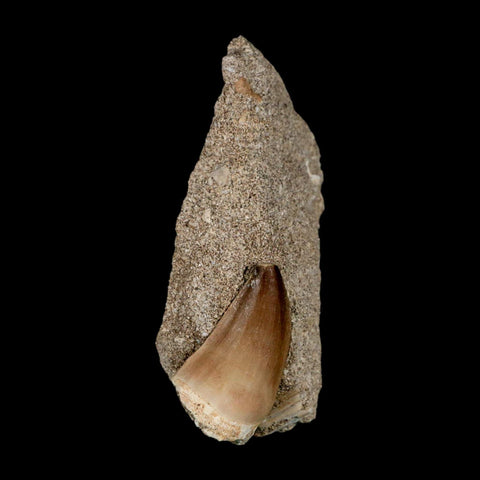 1.4" Mosasaur Prognathodon Fossil Tooth In Matrix Cretaceous Dinosaur Era COA - Fossil Age Minerals