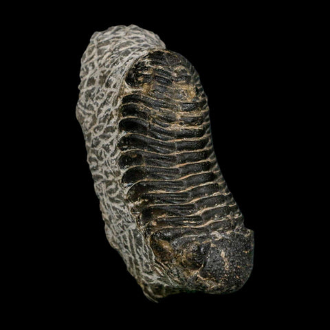 2.6" Moroccops Trilobite Fossil Devonian Morocco 400 Million Years Old COA - Fossil Age Minerals