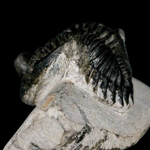 2" Metacanthina Issoumourensis Trilobite Fossil Devonian Age 400 Mil Yrs Old COA - Fossil Age Minerals
