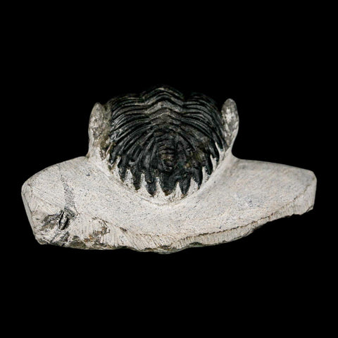 2" Metacanthina Issoumourensis Trilobite Fossil Devonian Age 400 Mil Yrs Old COA - Fossil Age Minerals