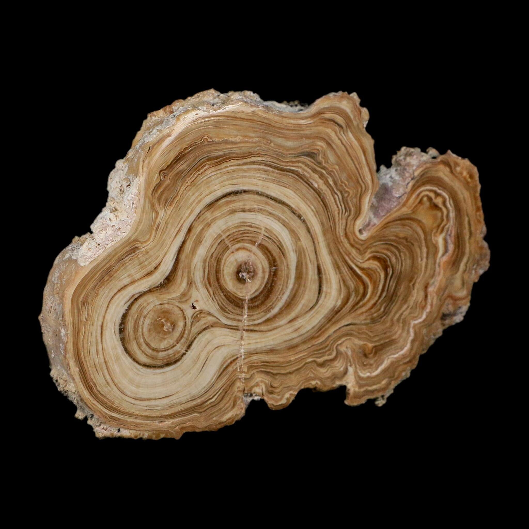 4.8" Aragonite Stalactite Slice Cave Calcite Crystal Mineral Specimen Morocco - Fossil Age Minerals
