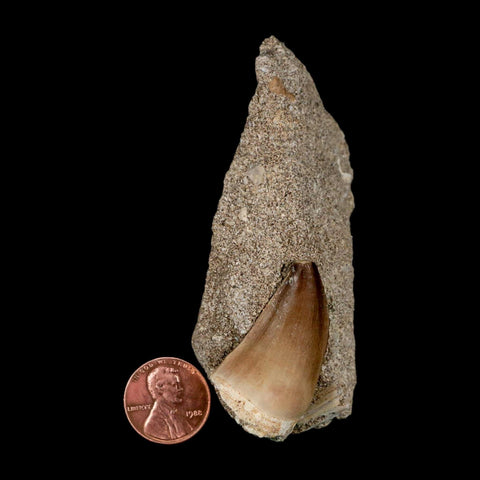 1.4" Mosasaur Prognathodon Fossil Tooth In Matrix Cretaceous Dinosaur Era COA - Fossil Age Minerals