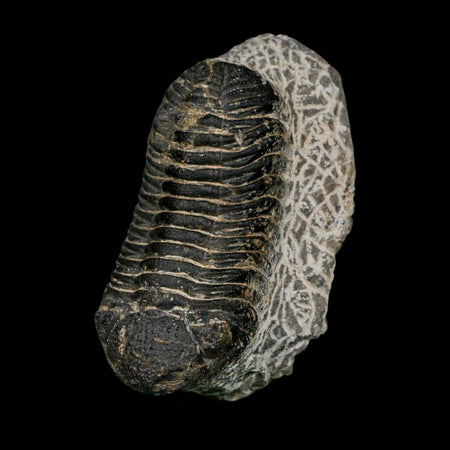 2.6" Moroccops Trilobite Fossil Devonian Morocco 400 Million Years Old COA