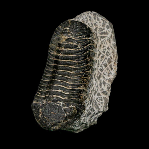 2.6" Moroccops Trilobite Fossil Devonian Morocco 400 Million Years Old COA - Fossil Age Minerals