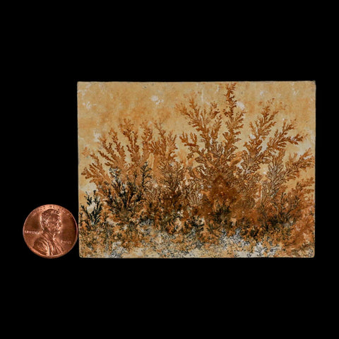 3.1" Pyrolusite Dendritic Limestone Solnhofen Upper Jurassic Age West Germany