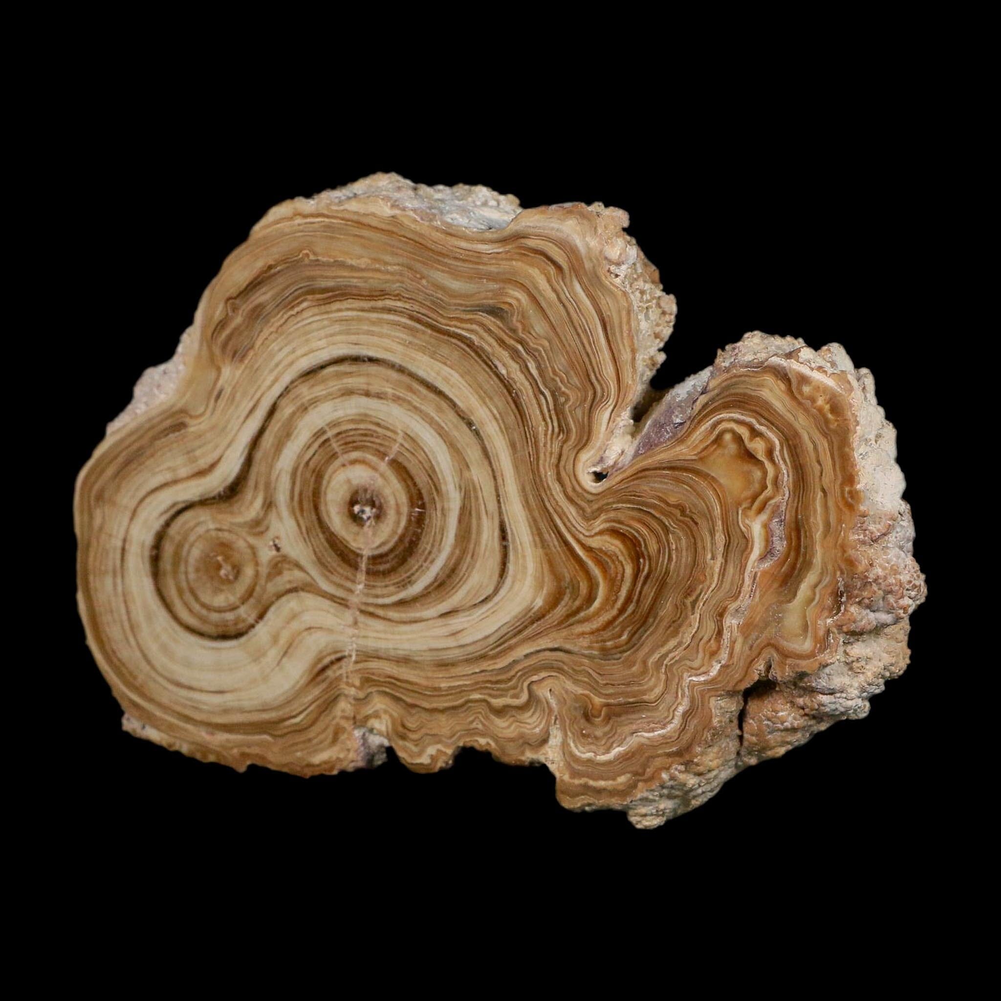 4.8" Aragonite Stalactite Slice Cave Calcite Crystal Mineral Specimen Morocco - Fossil Age Minerals