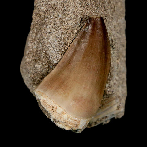1.4" Mosasaur Prognathodon Fossil Tooth In Matrix Cretaceous Dinosaur Era COA - Fossil Age Minerals