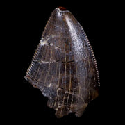 0.7" Tyrannosaurus Rex Fossil Serrated Tooth Tip Dinosaur Lance Creek FM WY COA