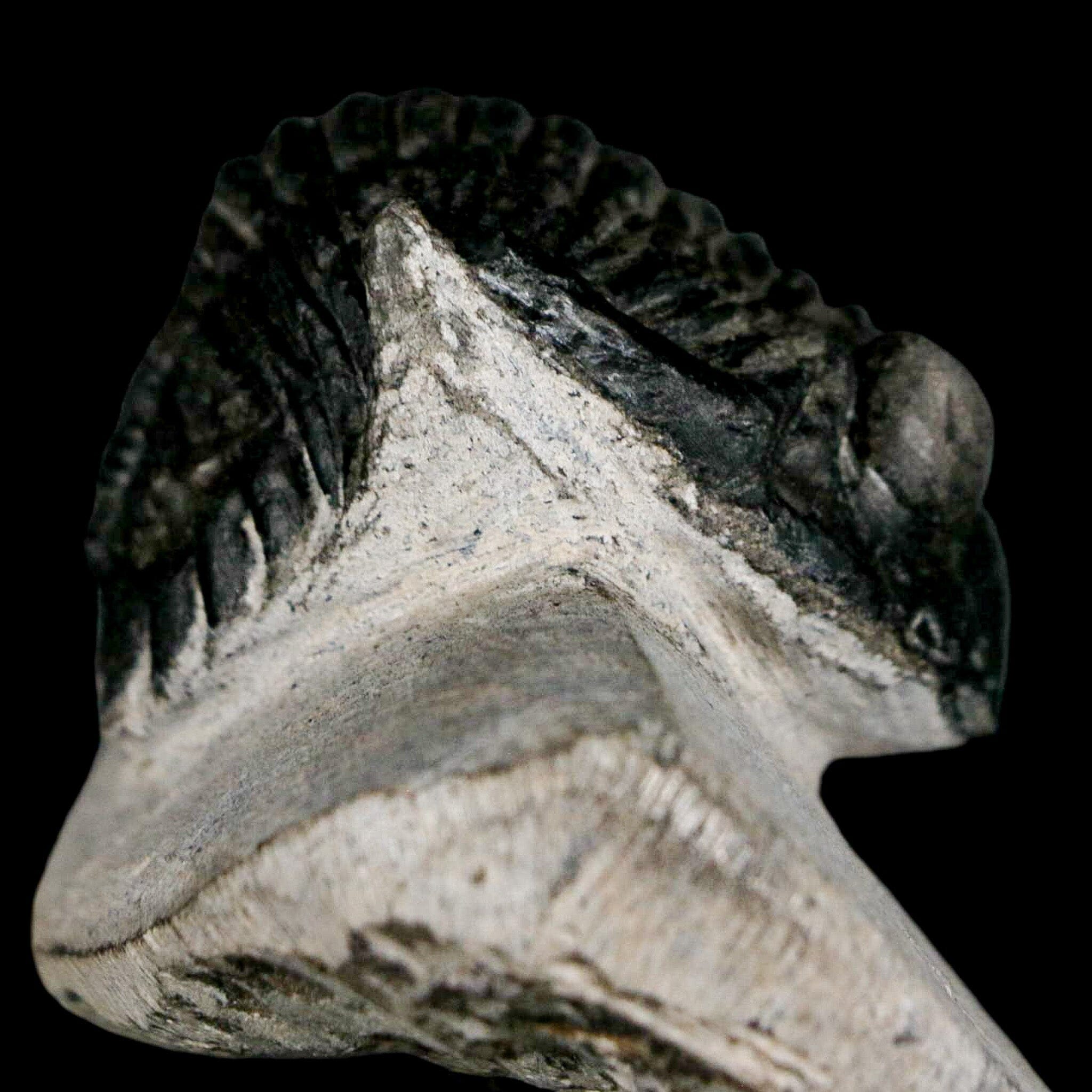 2" Metacanthina Issoumourensis Trilobite Fossil Devonian Age 400 Mil Yrs Old COA - Fossil Age Minerals