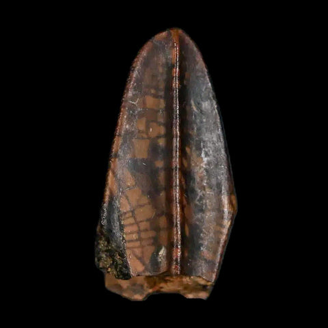 XL 0.9" Gryposaurus Fossil Tooth Duck-Billed Dinosaur Judith River MT COA, Display - Fossil Age Minerals