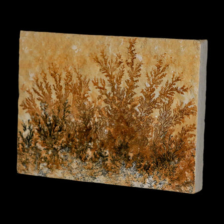 3.1" Pyrolusite Dendritic Limestone Solnhofen Upper Jurassic Age West Germany