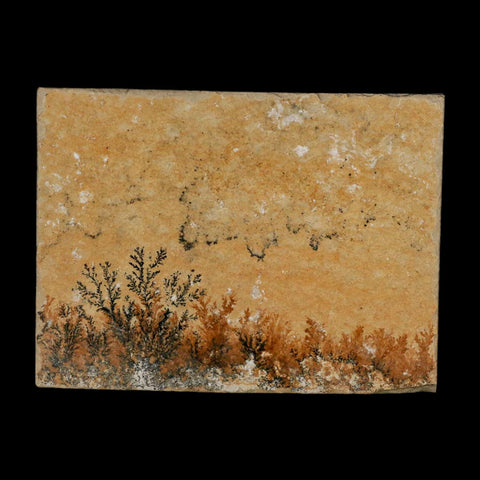 3.1" Pyrolusite Dendritic Limestone Solnhofen Upper Jurassic Age West Germany