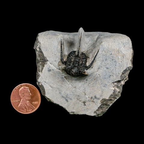 1.1" Cyphaspis Otarion Spiny Trilobite Fossil Devonian Age 400 Mil Yrs Old COA - Fossil Age Minerals